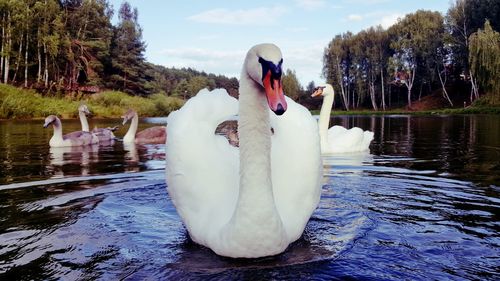 Swan floating on lake against trees