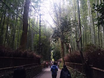 Trees in forest