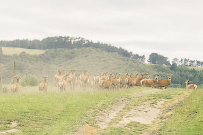 Horses grazing on field against sky