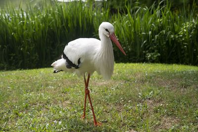 White duck in a field