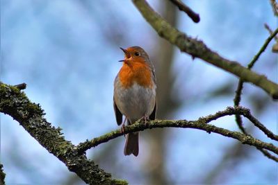 Low angle view of bird perching on branch