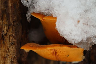 Close-up of a mushroom