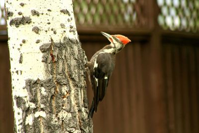 Close-up of bird perching on tree trunk