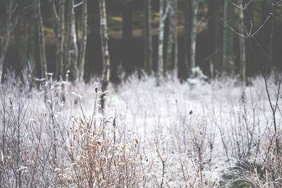 Close-up of plants in forest during winter