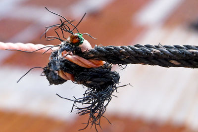 Close-up of butterfly on rope