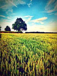 Scenic view of agricultural field against sky