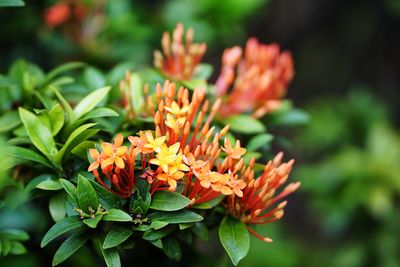 Close-up of orange flowering plant