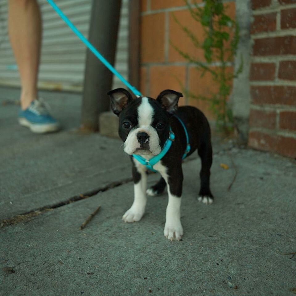 pets, domestic animals, animal themes, dog, one animal, mammal, outdoors, day, standing, full length, boston terrier, one person, low section, people