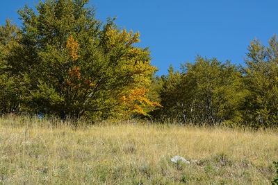 Trees in forest against clear sky during autumn