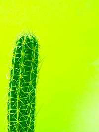 Close-up of caterpillar on plant