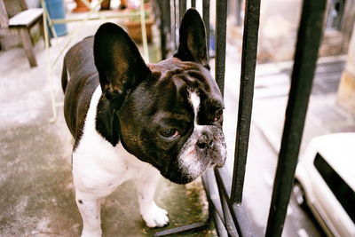 Close-up of dog at park