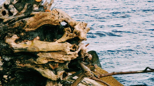 Close-up of driftwood on tree trunk