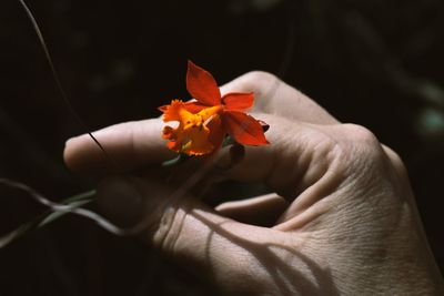 Close-up of hand holding flowers