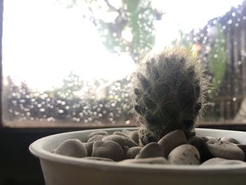 Close-up of potted plant on window sill