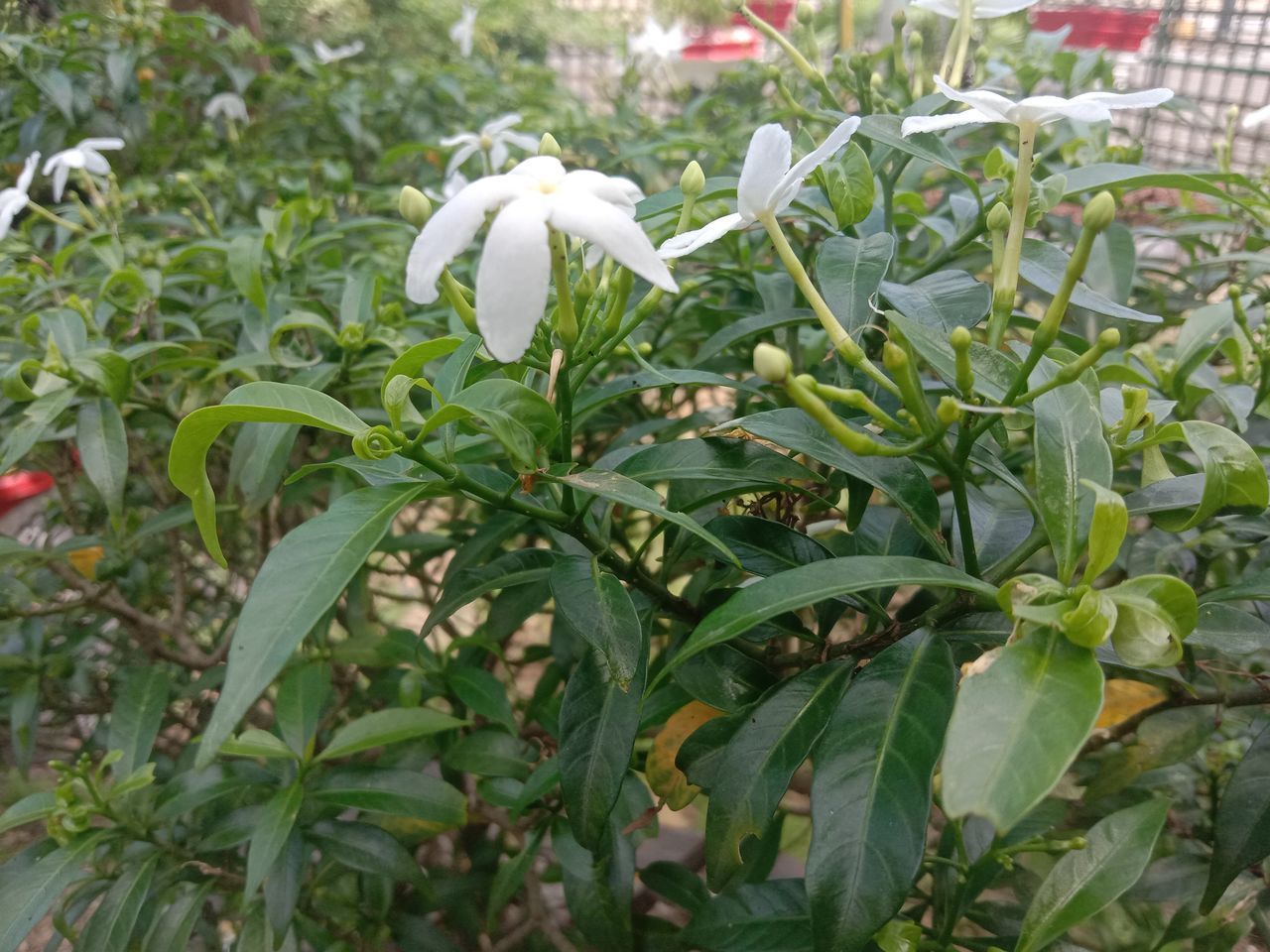 CLOSE-UP OF FLOWERING PLANTS