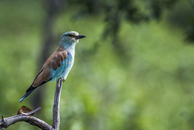 Close-up of bird perching on branch