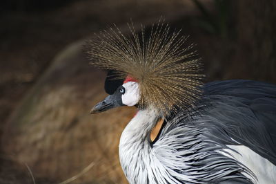 Close-up of bird