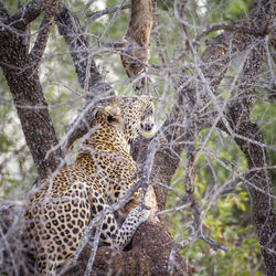 Leopard sitting on tree branch