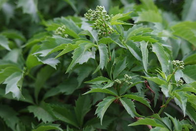 Close-up of green leaves