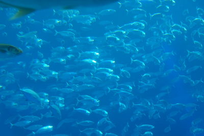 School of fish swimming in sea
