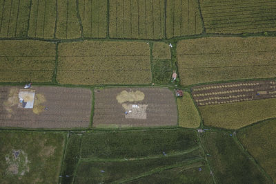 Full frame shot of corn field