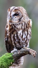 Close-up of owl perching on branch