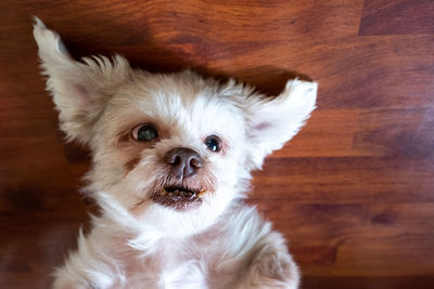 Close-up portrait of dog at home