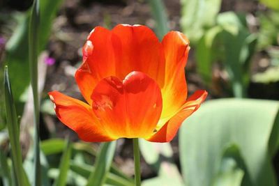 Close-up of red flower