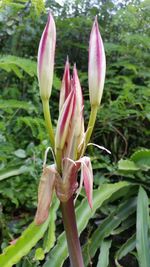 Close-up of flower blooming outdoors