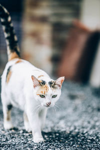 Close-up of cat looking away