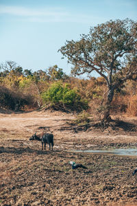 Horses grazing on field against sky