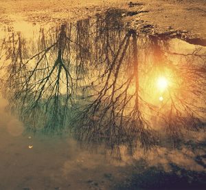 Reflection of trees in water at sunset