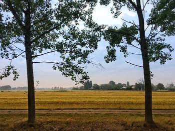 Scenic view of field against sky