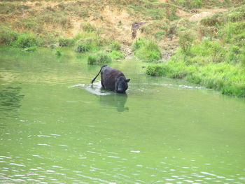 View of duck swimming in lake