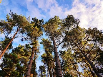 Low angle view of trees in forest against sky