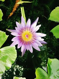 Close-up of flower blooming outdoors