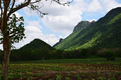 Scenic view of field against sky