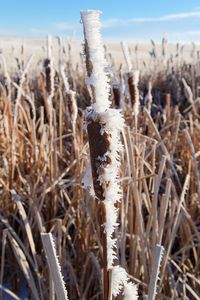 Close-up of frozen plants on field