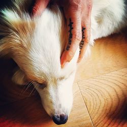 High angle view of a dog on floor