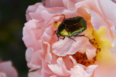 Close-up of bee on flower