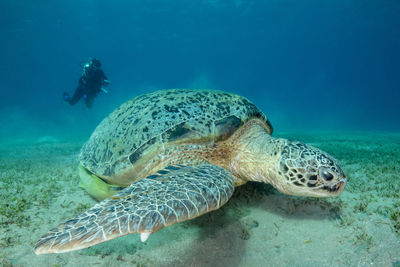 Sea turtle and a diver in the background