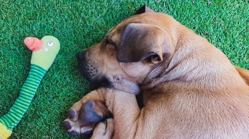 High angle view of dog relaxing on grass
