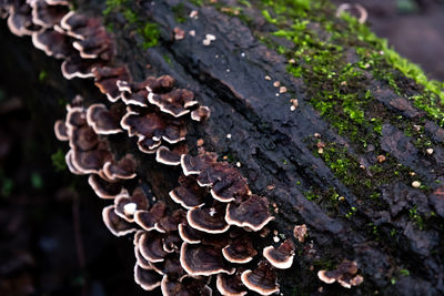 Close-up of mushrooms growing on log in forest