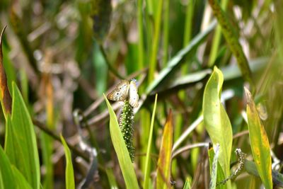 grass