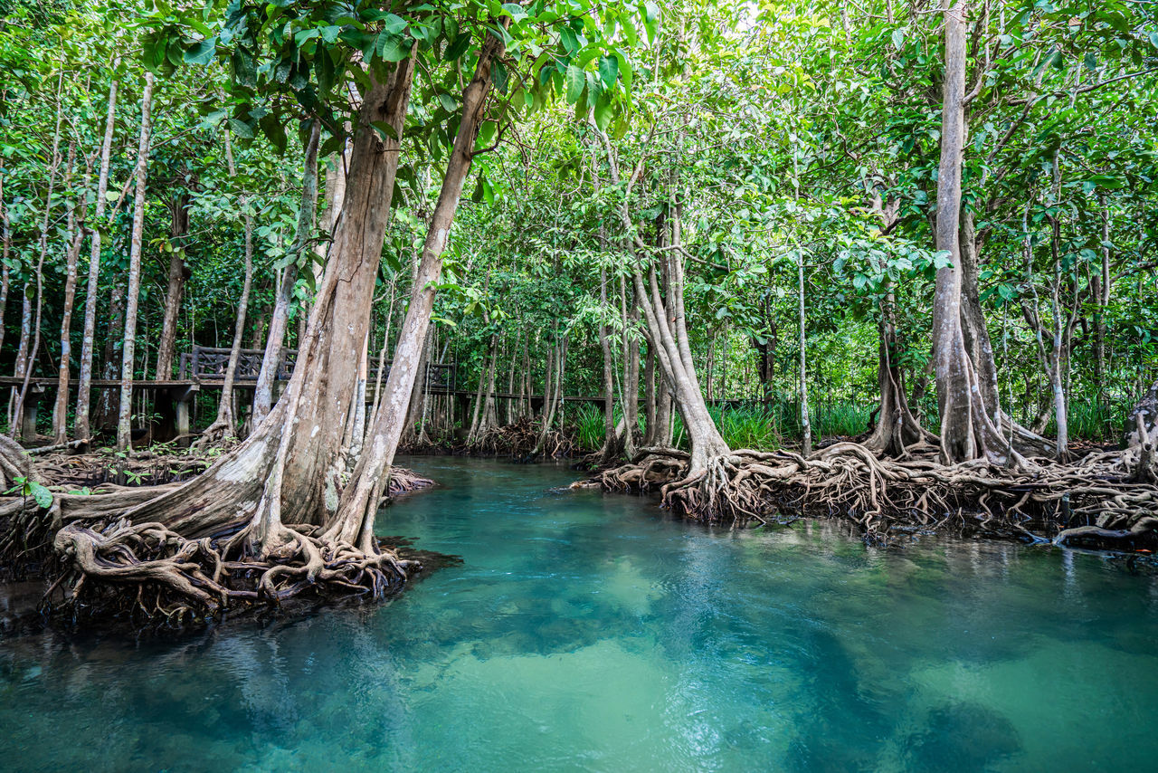 SCENIC VIEW OF WATER FLOWING IN FOREST