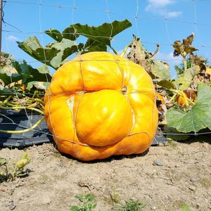 Close-up of pumpkin