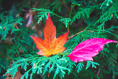 Close-up of maple leaf on plant