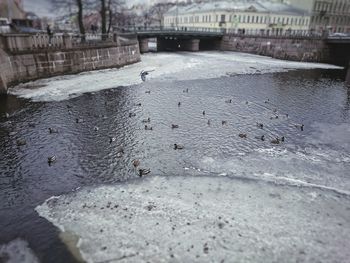 Close-up of bird by river in city