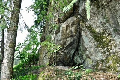 Low angle view of rocks amidst trees in forest