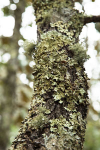 Close-up of lichen on tree trunk